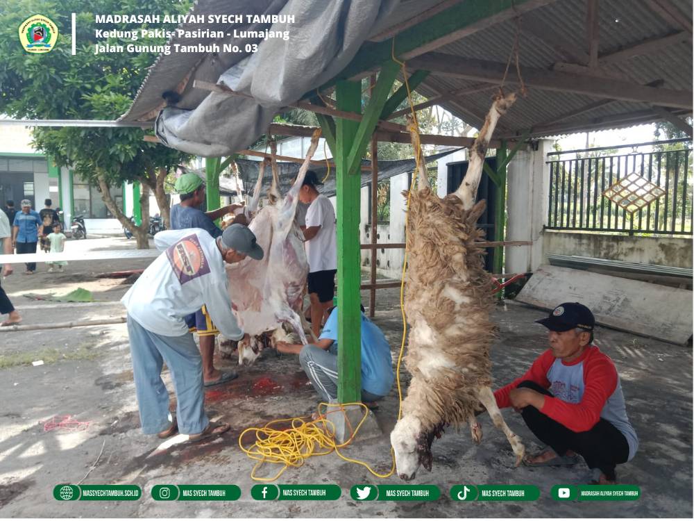 MAS Syech Tambuh Salurkan Penyembelihan Hewan Kurban Sebanyak 11 Kambing